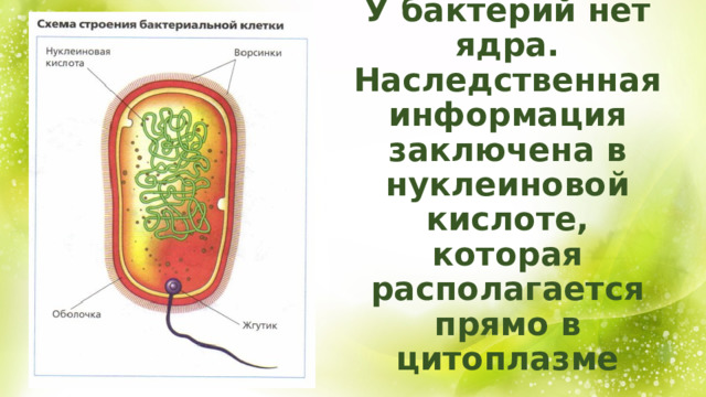 У бактерий нет ядра. Наследственная информация заключена в нуклеиновой кислоте, которая располагается прямо в цитоплазме 
