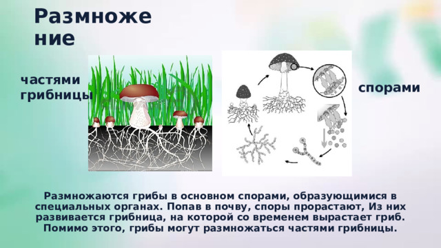 Размножение частями грибницы спорами Размножаются грибы в основном спорами, образующимися в специальных органах. Попав в почву, споры прорастают, Из них развивается грибница, на которой со временем вырастает гриб. Помимо этого, грибы могут размножаться частями грибницы. 