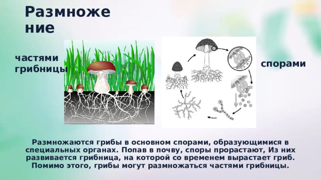 Как размножаются грибы 7 класс биология