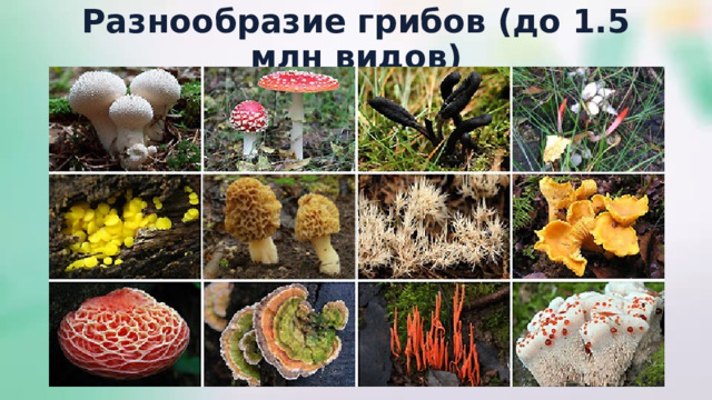 Разнообразие  грибов (до 1.5 млн видов) 