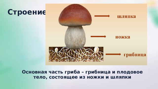 Строение Основная часть гриба – грибница и плодовое тело, состоящее из ножки и шляпки 