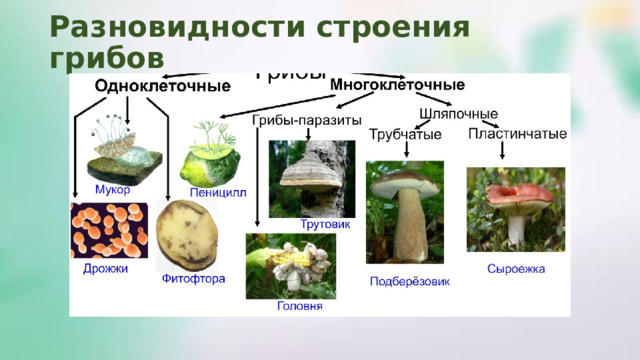 Разновидности строения грибов 