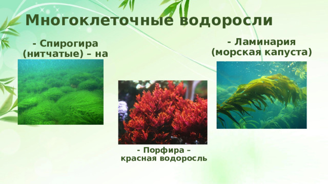 Многоклеточные водоросли - Ламинария (морская капуста) - Спирогира (нитчатые) – на дне пресных водоемов - Порфира – красная водоросль 