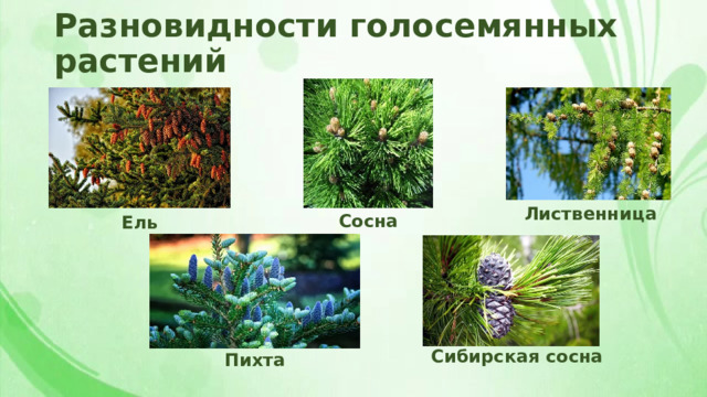 Разновидности голосемянных растений Лиственница Сосна Ель Сибирская сосна Пихта 