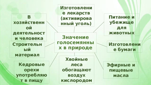 Изготовление лекарств (активированный уголь) Питание и убежище для животных В хозяйственной деятельности человека Значение голосемянных в природе Изготовление бумаги Строительный материал Хвойные леса обогащают воздух кислородом Кедровые орехи употребляют в пищу Эфирные и пищевые масла 