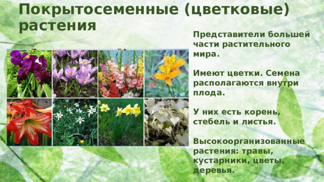 Покрытосеменные (цветковые) растения Представители большей части растительного мира.  Имеют цветки. Семена располагаются внутри плода.  У них есть корень, стебель и листья.  Высокоорганизованные растения: травы, кустарники, цветы, деревья.  Их можно встретить во всех природных зонах.  