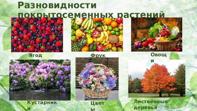 Разновидности покрытосеменных растений Овощи Ягоды Фрукты Лиственные деревья Кустарники Цветы 