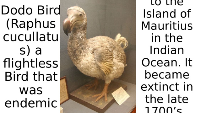 to the Island of Mauritius in the Indian Ocean. It became extinct in the late 1700’s. Dodo Bird (Raphus cucullatus) a flightless Bird that was endemic 