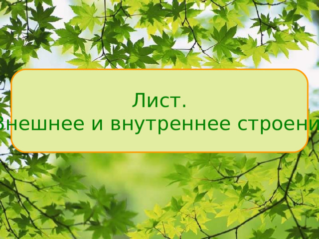 Лист.  Внешнее и внутреннее строение 