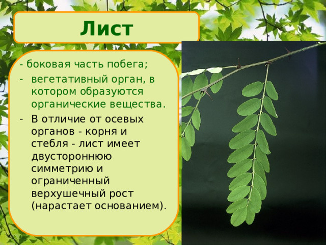 Лист - боковая часть побега; вегетативный орган, в котором образуются органические вещества. В отличие от осевых органов - корня и стебля - лист имеет двустороннюю симметрию и ограниченный верхушечный рост (нарастает основанием). 