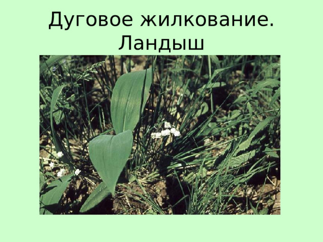 Дуговое жилкование. Ландыш 