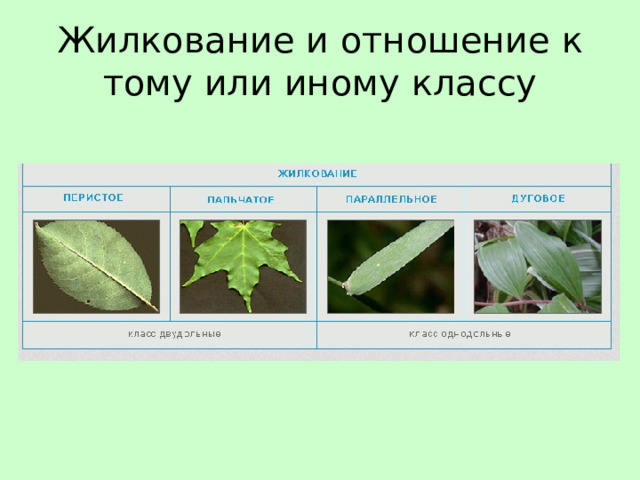 Жилкование и отношение к тому или иному классу 