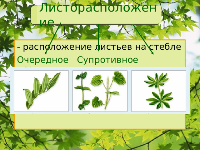 Листорасположение - расположение листьев на стебле Очередное Супротивное Мутовчатое 