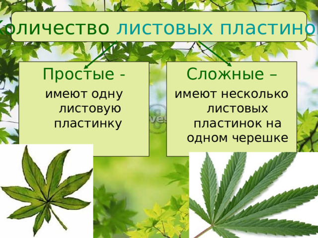 Количество листовых пластинок Простые - Сложные – имеют одну листовую пластинку имеют несколько листовых пластинок на одном черешке 
