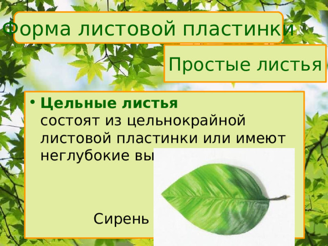 Форма листовой пластинки Простые листья Цельные листья  состоят из цельнокрайной листовой пластинки или имеют неглубокие выемки    Сирень 