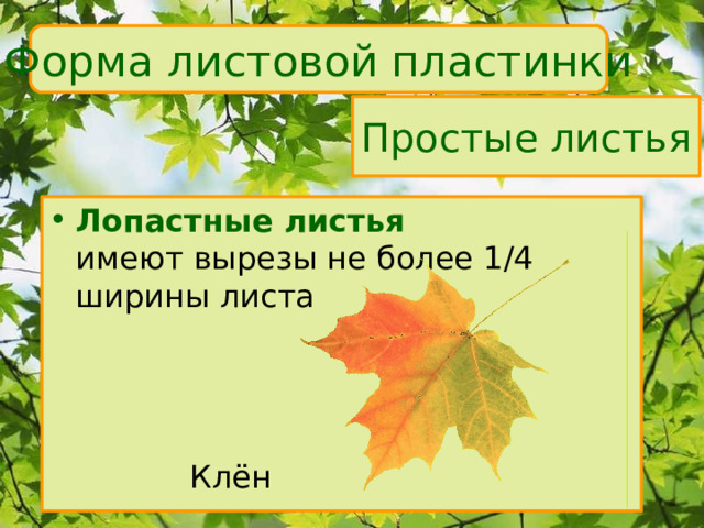 Форма листовой пластинки Простые листья Лопастные листья  имеют вырезы не более 1/4 ширины листа    Клён 