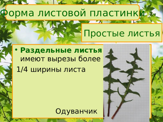 Форма листовой пластинки Простые листья Раздельные листья  имеют вырезы более  1/4 ширины листа  Одуванчик 