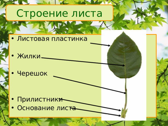 Строение листа Листовая пластинка Жилки Черешок Прилистники Основание листа 