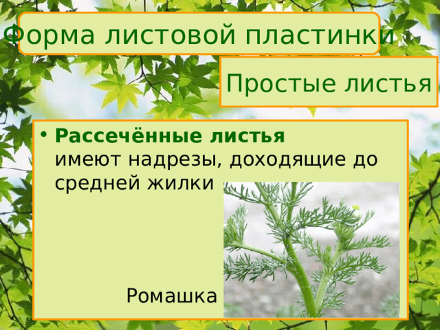 Форма листовой пластинки Простые листья Рассечённые листья  имеют надрезы, доходящие до средней жилки    Ромашка 