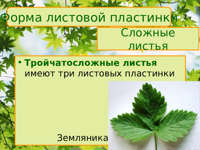 Форма листовой пластинки Сложные листья Тройчатосложные листья  имеют три листовых пластинки    Земляника 