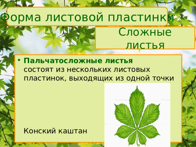 Форма листовой пластинки Сложные листья Пальчатосложные листья  состоят из нескольких листовых пластинок, выходящих из одной точки   Конский каштан 