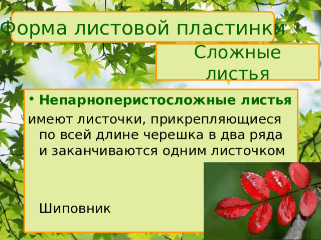Форма листовой пластинки Сложные листья Непарноперистосложные листья имеют листочки, прикрепляющиеся по всей длине черешка в два ряда и заканчиваются одним листочком     Шиповник 