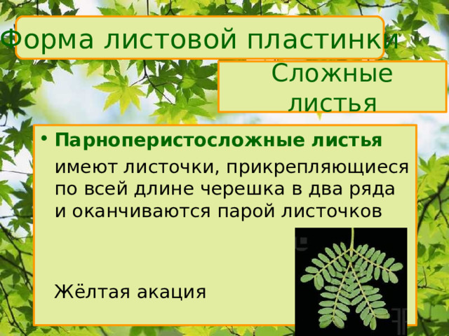 Форма листовой пластинки Сложные листья Парноперистосложные листья  имеют листочки, прикрепляющиеся по всей длине черешка в два ряда и оканчиваются парой листочков    Жёлтая акация 