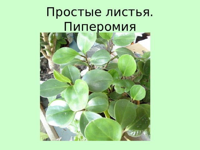 Простые листья. Пиперомия 
