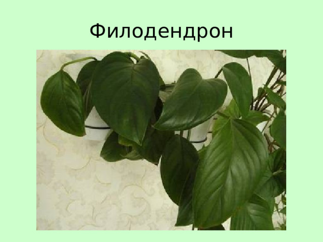Филодендрон 