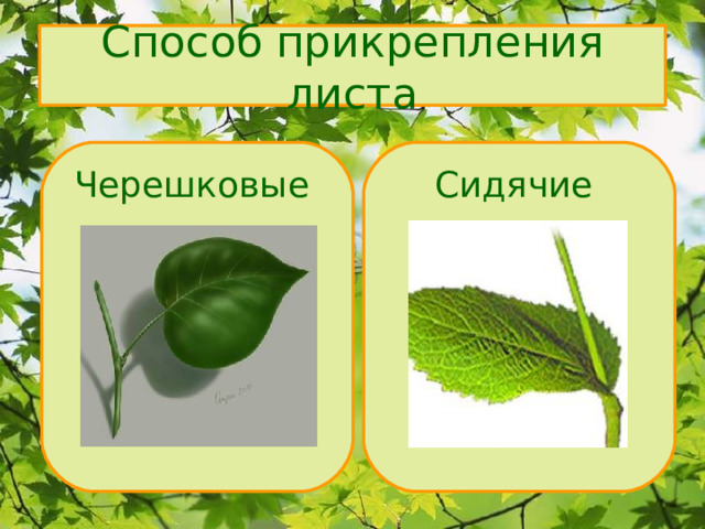 Способ прикрепления листа Сидячие Черешковые 