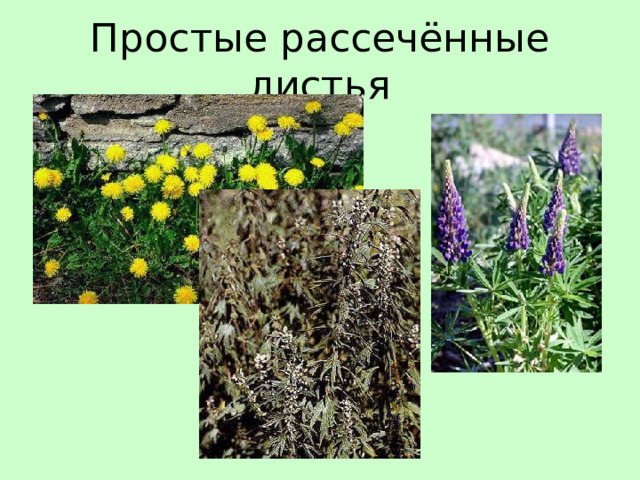 Простые рассечённые листья 