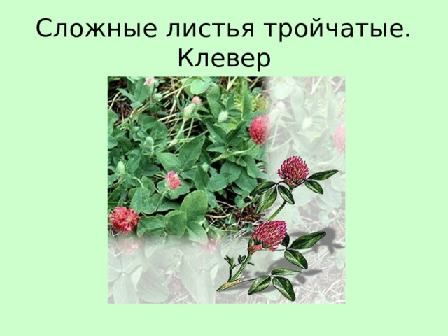 Сложные листья тройчатые. Клевер 