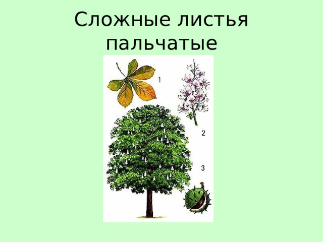 Сложные листья пальчатые 