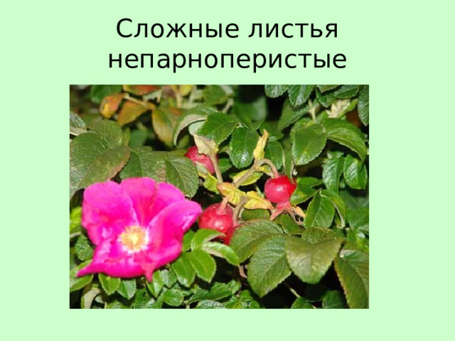Сложные листья непарноперистые 