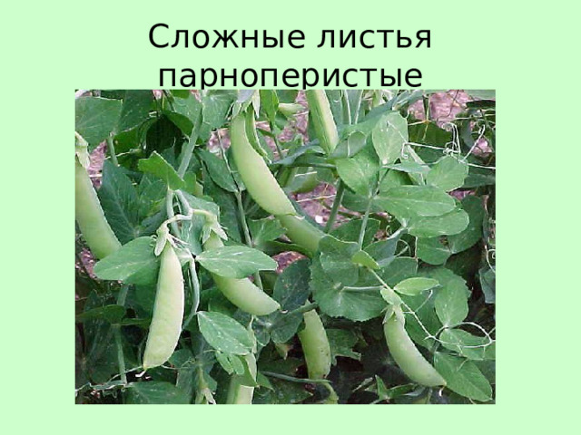 Сложные листья парноперистые 