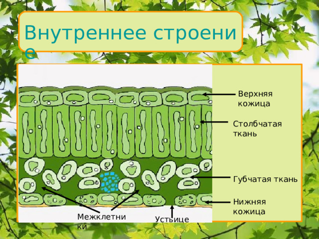 Внутреннее строение Верхняя кожица Столбчатая ткань Губчатая ткань Нижняя кожица Межклетники Устьице 