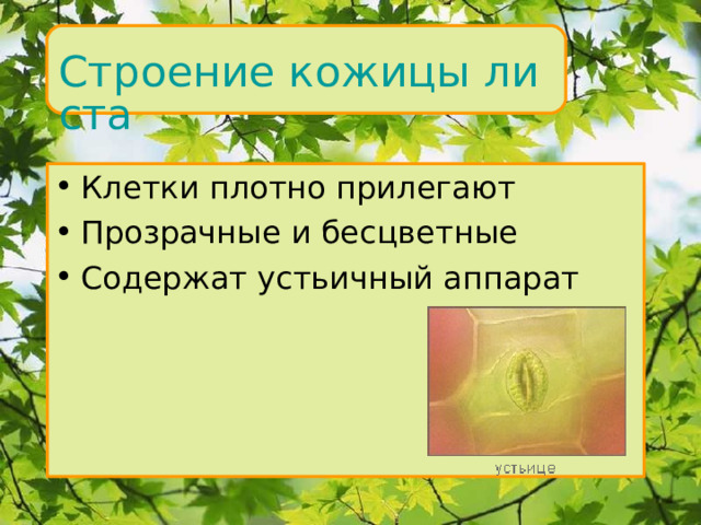 Строение кожицы листа Клетки плотно прилегают Прозрачные и бесцветные Содержат устьичный аппарат Внутреннее строение 