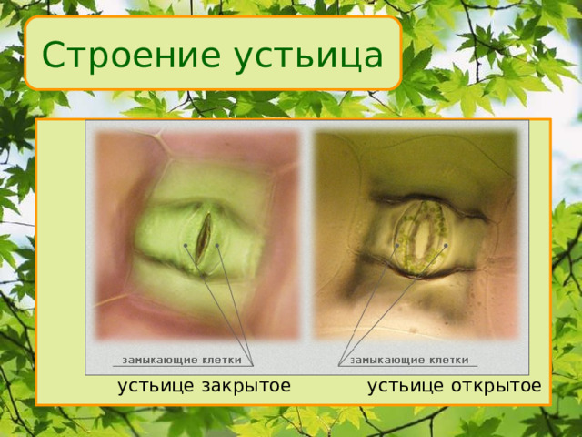 Строение устьица  устьице закрытое устьице открытое 