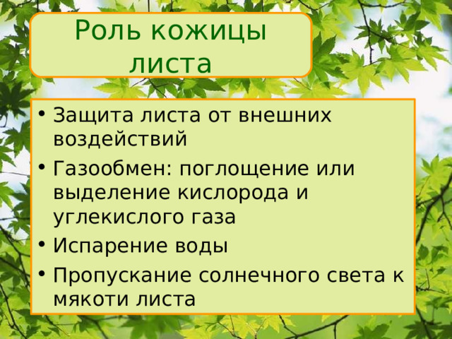 Газообмен и испарение в листьях происходит через. Строение мякоти листа.