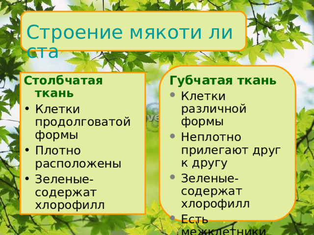 Строение мякоти листа Губчатая ткань Клетки различной формы Неплотно прилегают друг к другу Зеленые- содержат хлорофилл Есть межклетники Столбчатая ткань Клетки продолговатой формы Плотно расположены Зеленые- содержат хлорофилл  