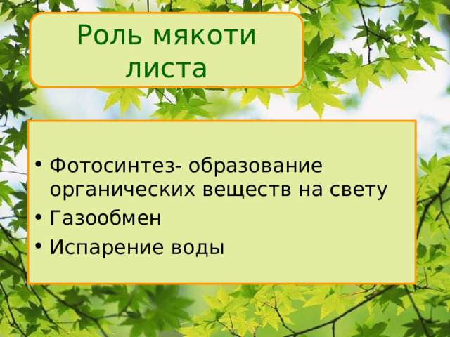 Роль мякоти листа Фотосинтез- образование органических веществ на свету Газообмен Испарение воды 