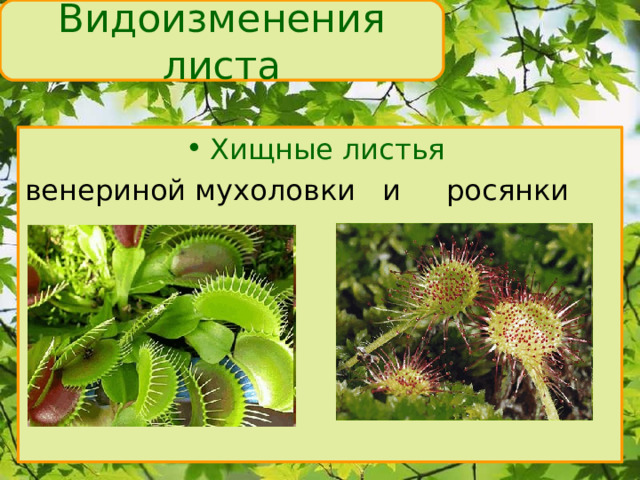 Видоизменения листа Хищные листья  венериной мухоловки и росянки 