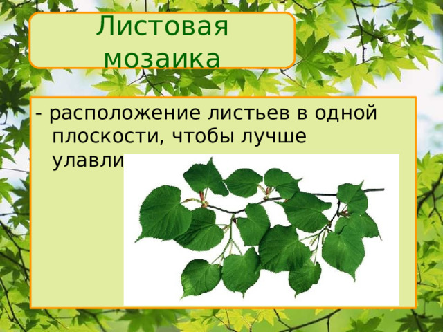 Листовая мозаика - расположение листьев в одной плоскости, чтобы лучше улавливать свет 