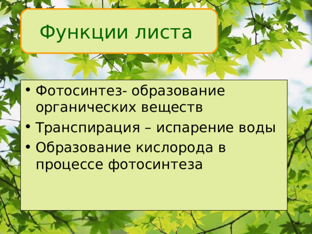 Функции листа Фотосинтез- образование органических веществ Транспирация – испарение воды Образование кислорода в процессе фотосинтеза 