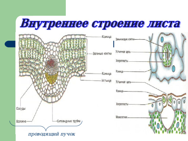 проводящий пучок 