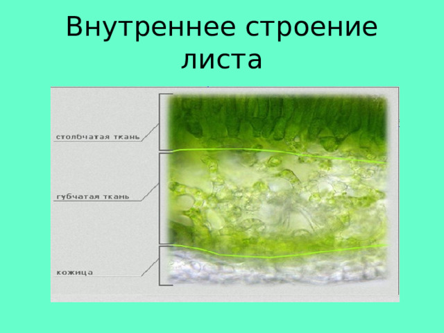 Внутреннее строение листа 