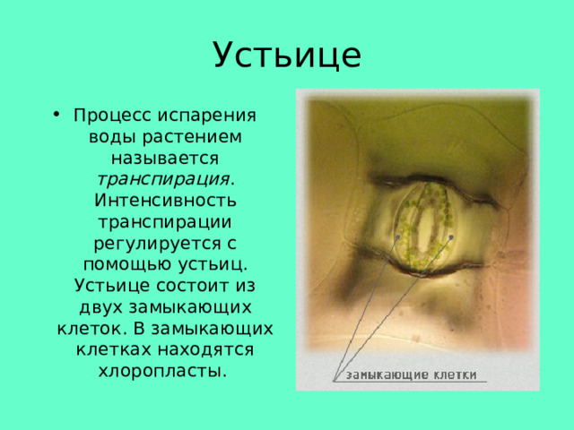 Устьице Процесс испарения воды растением называется транспирация . Интенсивность транспирации регулируется с помощью устьиц. Устьице состоит из двух замыкающих клеток. В замыкающих клетках находятся хлоропласты. 