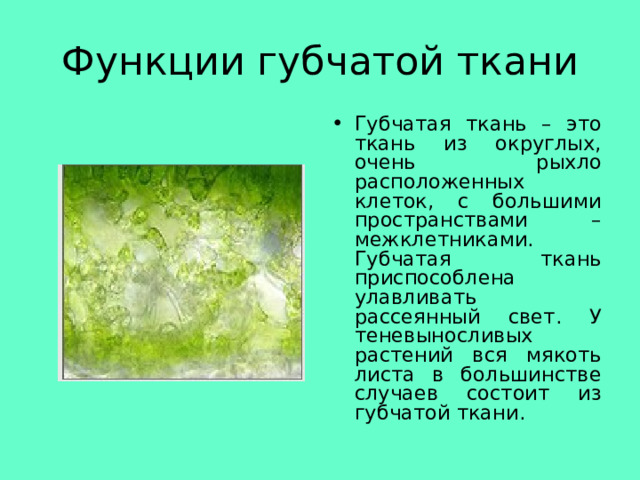 Функции губчатой ткани Губчатая ткань – это ткань из округлых, очень рыхло расположенных клеток, с большими пространствами – межклетниками. Губчатая ткань приспособлена улавливать рассеянный свет. У теневыносливых растений вся мякоть листа в большинстве случаев состоит из губчатой ткани. 