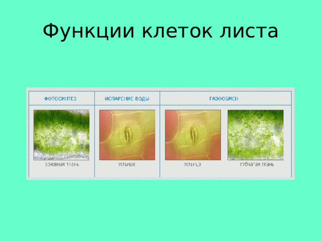 Функции клеток листа 