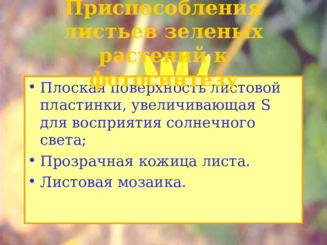 Приспособления листьев зеленых растений к фотосинтезу Плоская поверхность листовой пластинки, увеличивающая S для восприятия солнечного света; Прозрачная кожица листа. Листовая мозаика. 71 